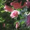 2 Pack 16 ft Spring Pink Rose Garland – Artificial Floral Vine for Wedding, Valentine’s, Mother’s Day, Home, Garden, Table & Party Decor